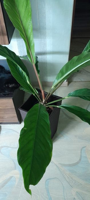 Антуриум сорт Хукери