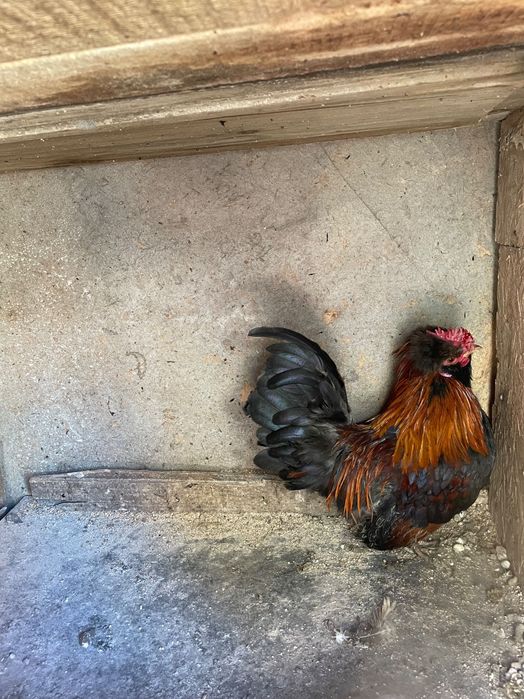 Струмски стандарт,бантам и копринки