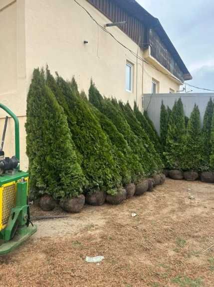Plante Ornamentale pentru Design Peisagistic Profesional