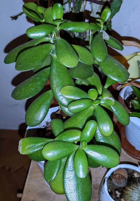 Цъфтящи сукулентни и кактуси, и други растения