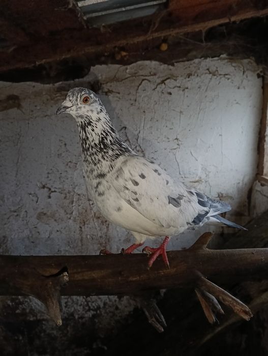 Vând 10 porumbei  voiajori sau schimb pe diverse