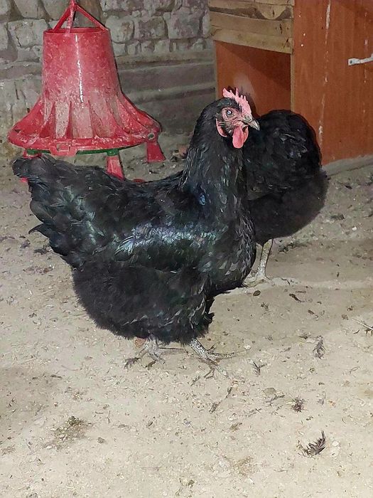 Gigant Jers Tuxumlari sotiladi