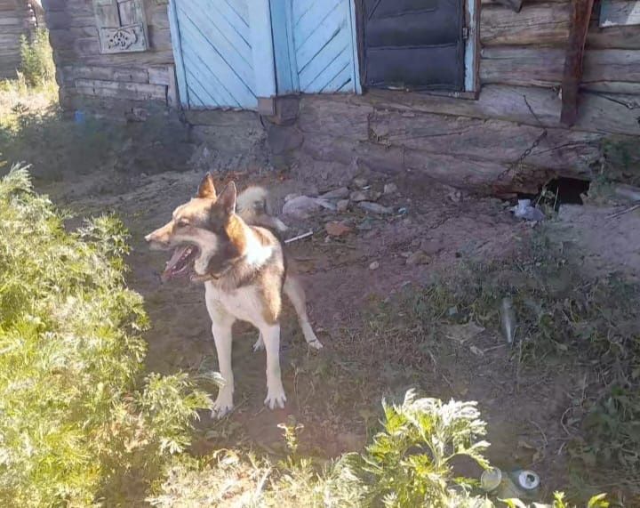 Продам  заподно сибирский лайка (кобель)