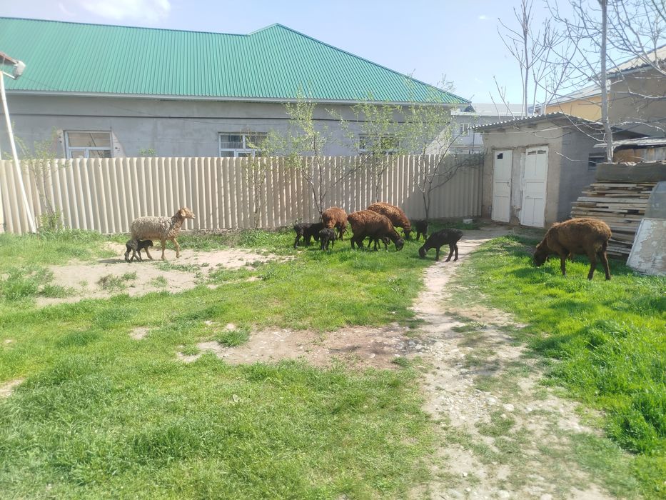 Козылы кой қой қозы