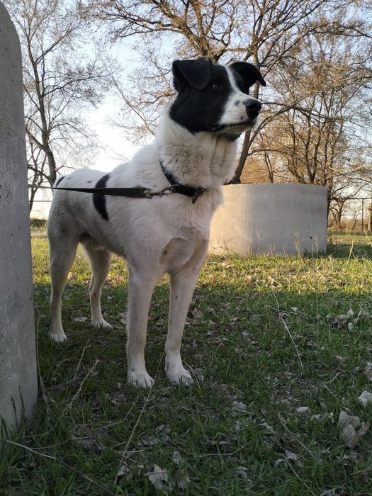 Идеальный семейный компаньон Панда!