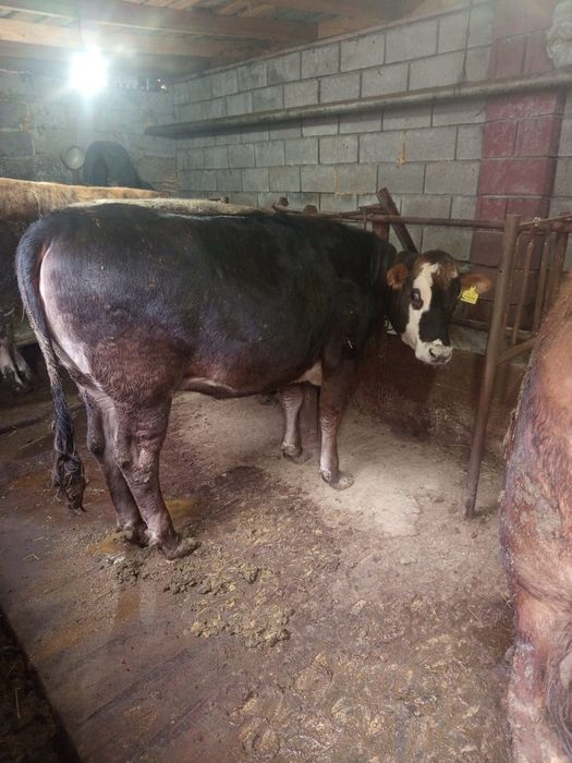 Продам тёлок откормленные с детства,