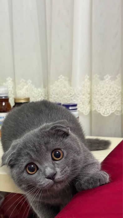 Срочно! Продается Кот Скотиш Фолд