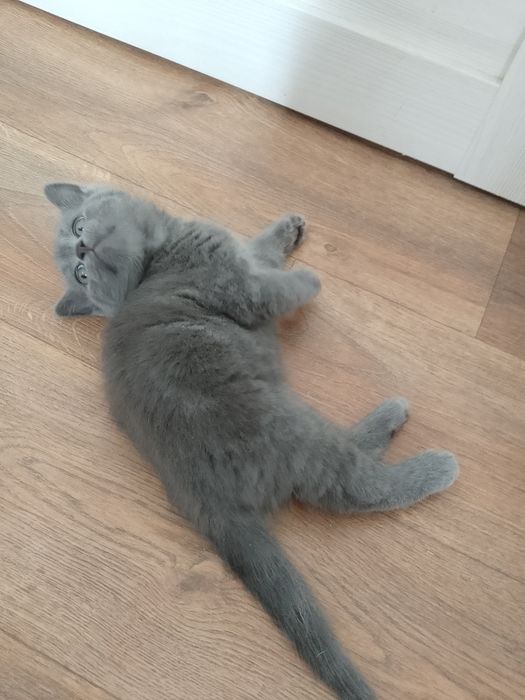 Продам Шотландского котика