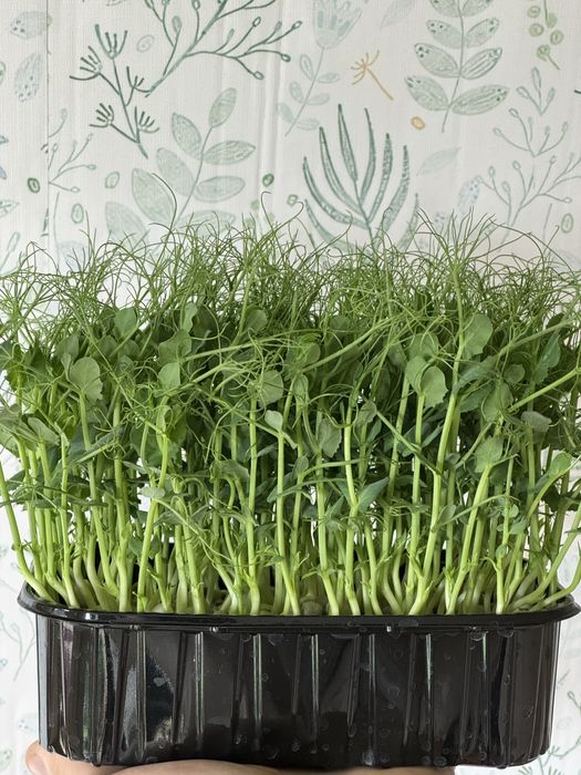 Микрозелень Щучинск