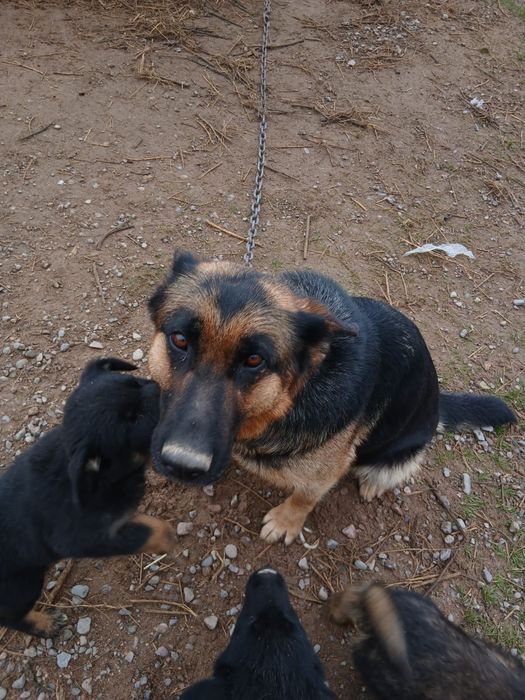 немецкая овчарка