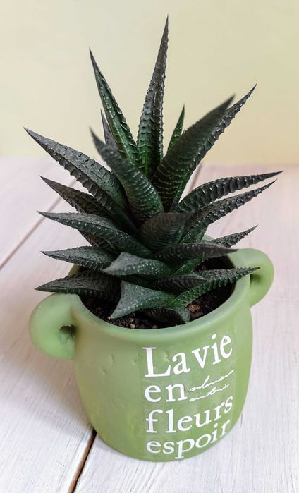 Хавортия лимолистная