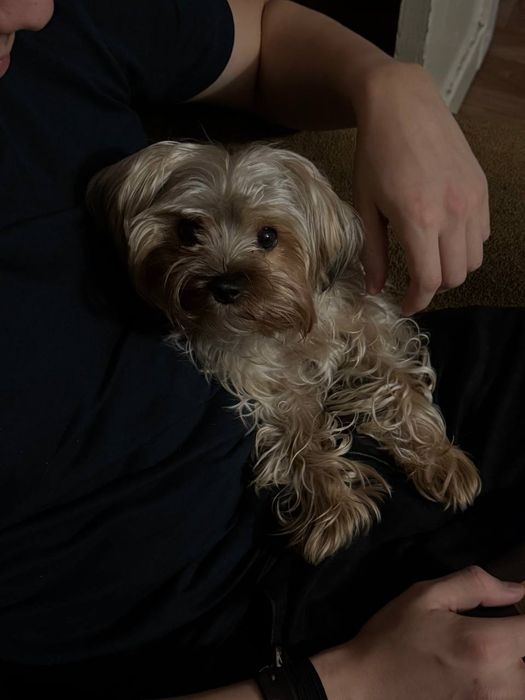 йоркширский терьер вязка