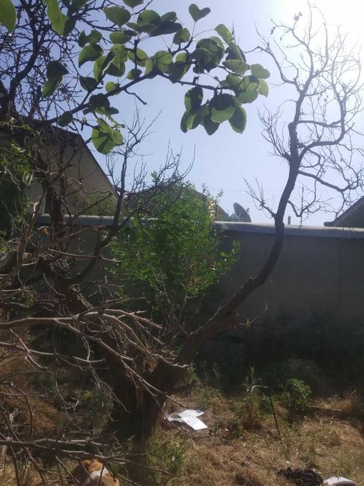 Шох-тут высохший на мебель 400 тысяч сум, Тутовник королевский