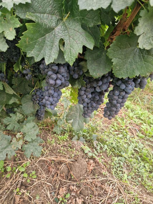 Struguri producator local MERLOT !