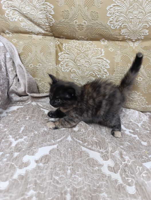 Котята отдам в добрые руки