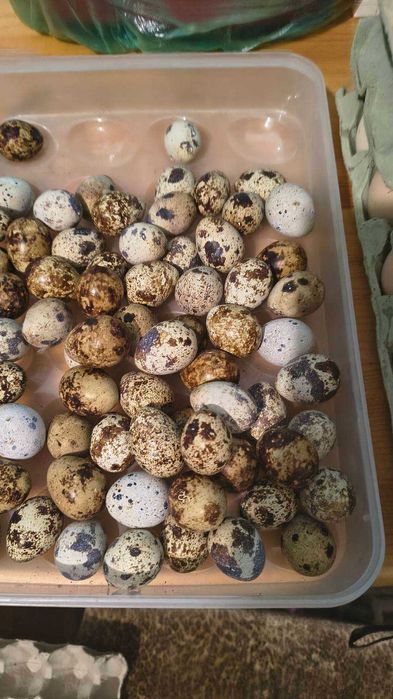 Оплодени яйца от зеленоглави патици