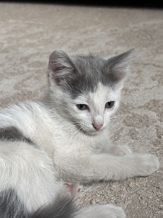Кот домашний.   .