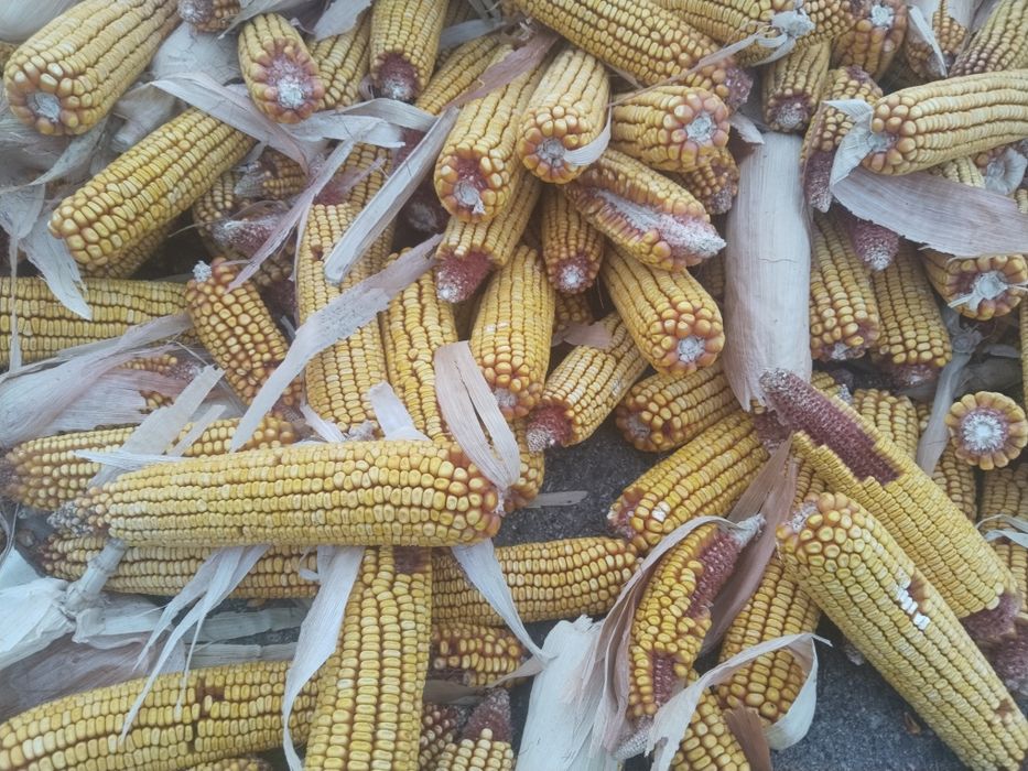 Кукуруза в початках