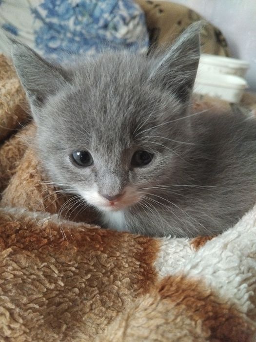 Продам котёнка девочку