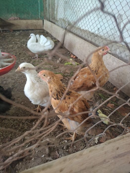 Кучен, адлер балапандар.