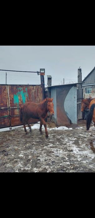 Продам лошадей .