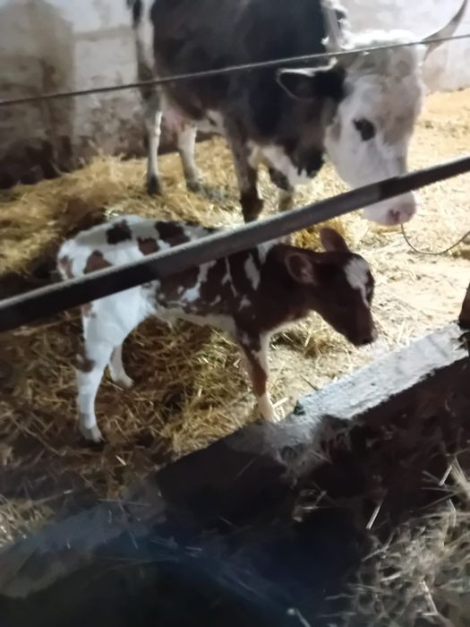 vitel ( femela) de 4 saptamani