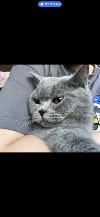 Кошка продаётся