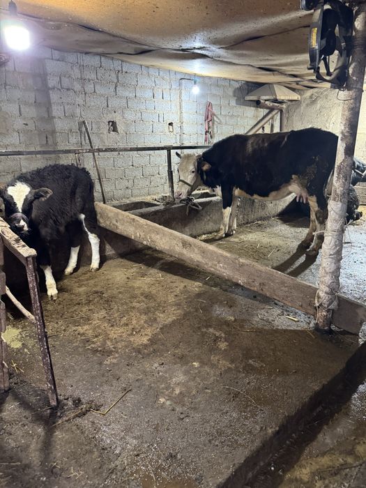 Ona bola sgir sotladi