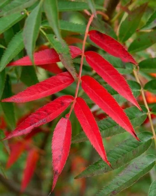 Scovus -Sorbus Dodong