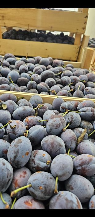 Vând prune pentru țuică și rachiu