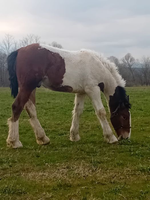 Vând manz gipsy vannar de 7 luni  sau schimb cu manza friz