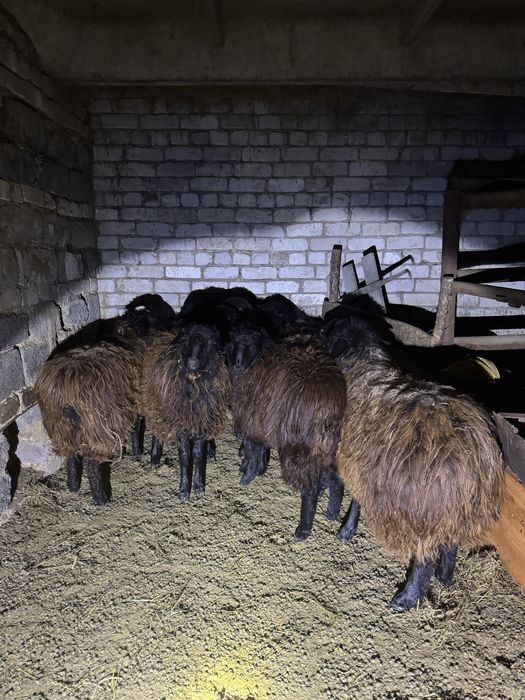 қой сатылады жақсы күйде