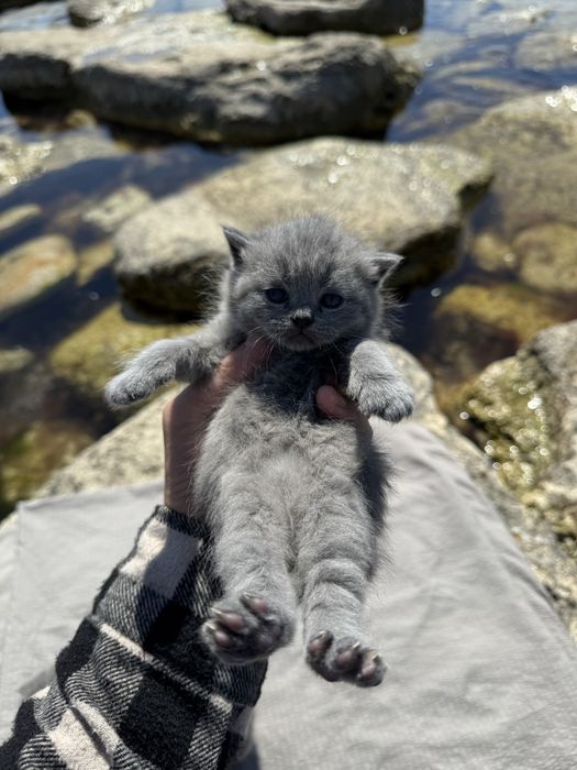 Элитные вислоухие котята