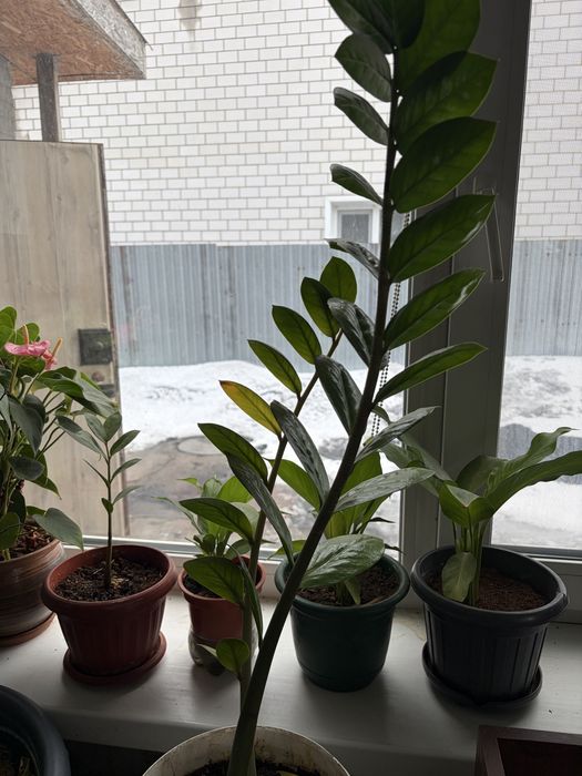 Продам комнатные цветы