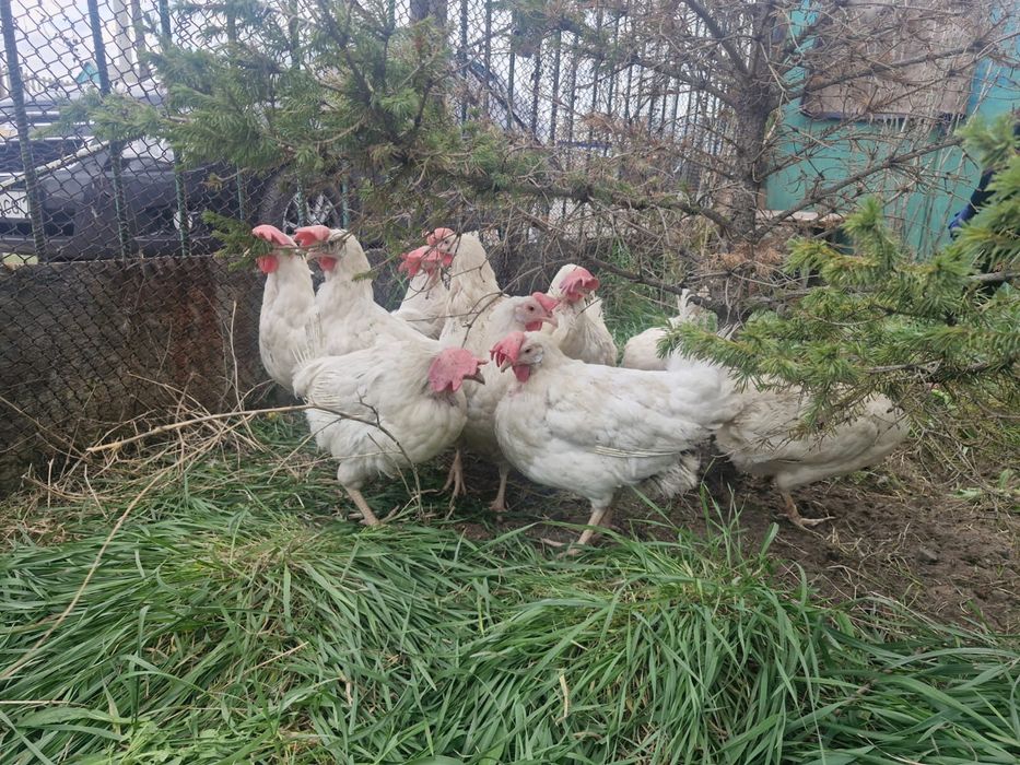Продам кур несушек