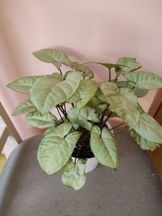 Цветы ухоженные недорого