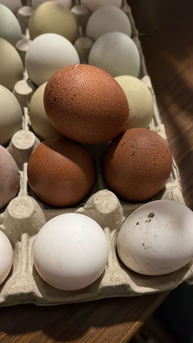 Oua araucana Australorp  și