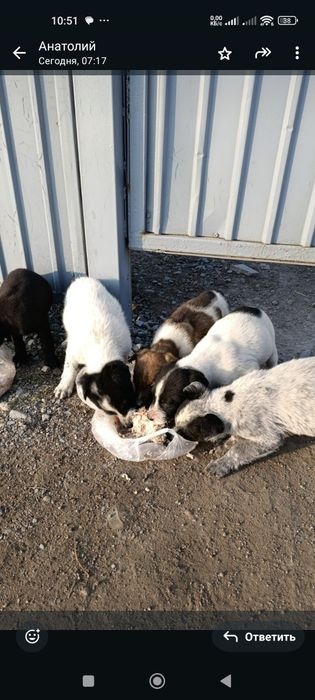 Двухмесячные щенки в добрые руки.