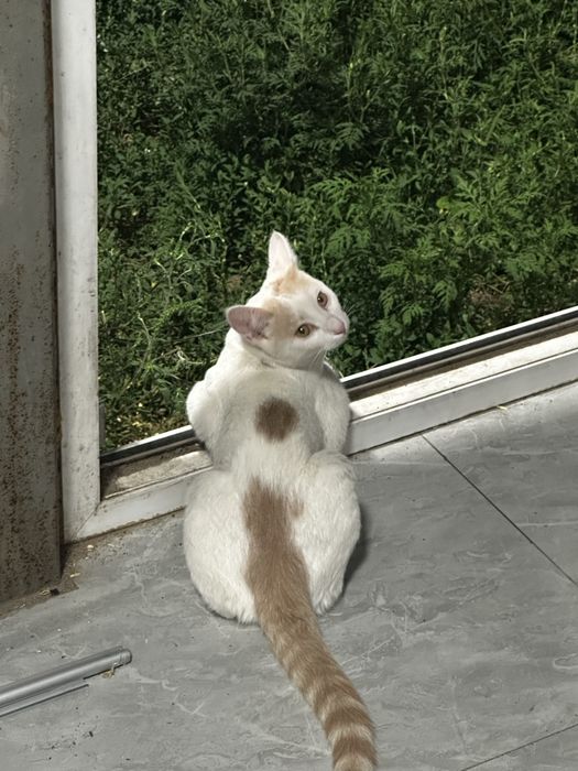 отдам котят в добрые, хорошие руки