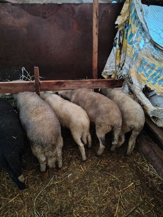 Агнета с.Звездица