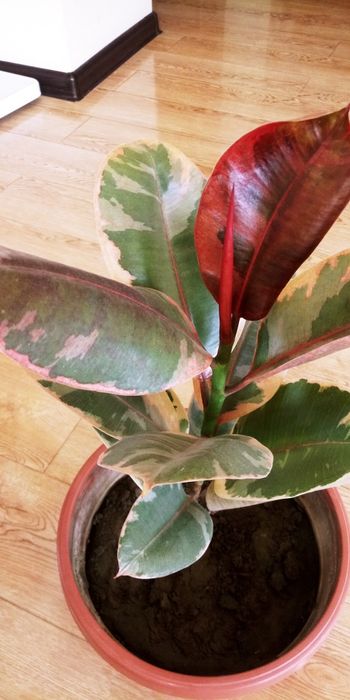 Фикус крупнолистный мраморный