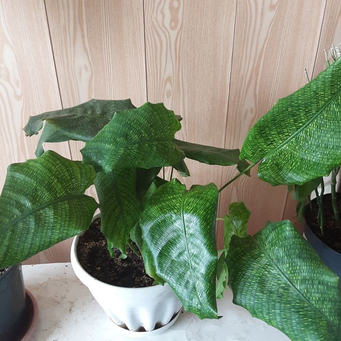Продам Калатея мозаичная