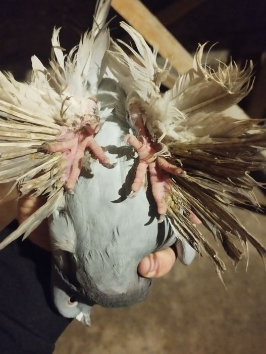 Сизые голубки с тягой