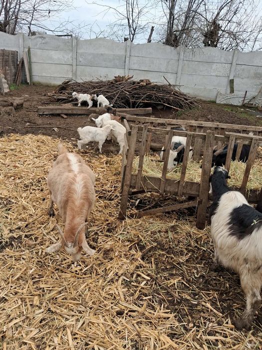 20 Capre de vânzare /jumătate fătate