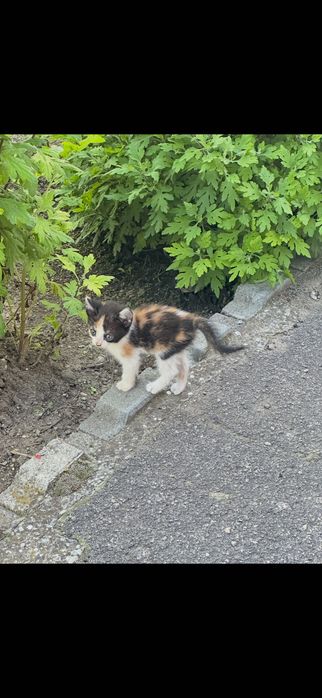 Подарявам котета