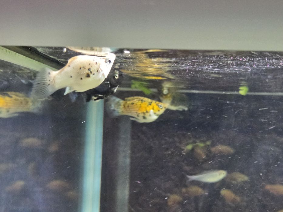 Продам рыб разных мирных