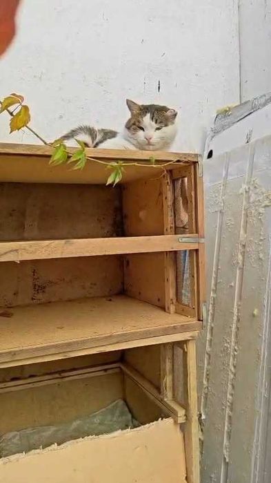 Коту нужен дом! Срочно!