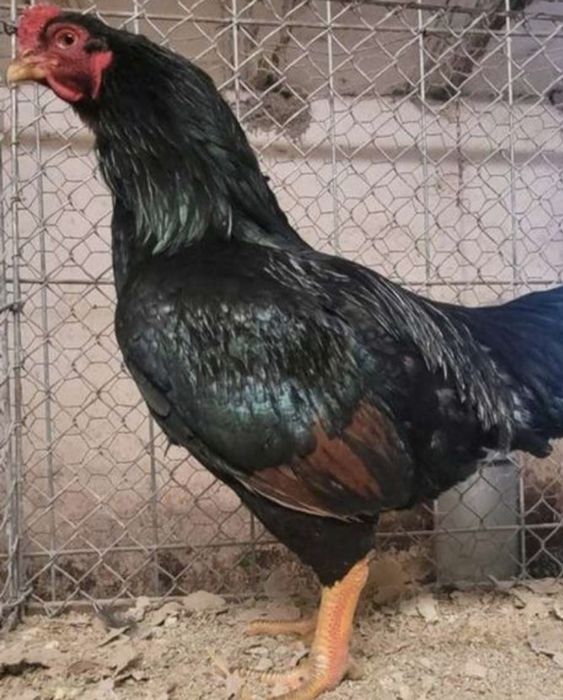 Familii gaini de rasa mare wiandotte combatant, brahma cochinchina