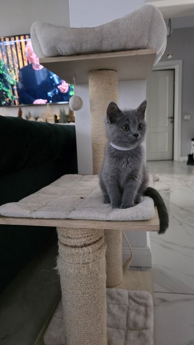 British shorthair blue