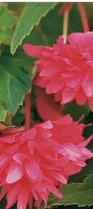 Продам домашнии цветы